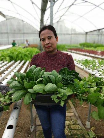 Red Bean Gunung Sahari